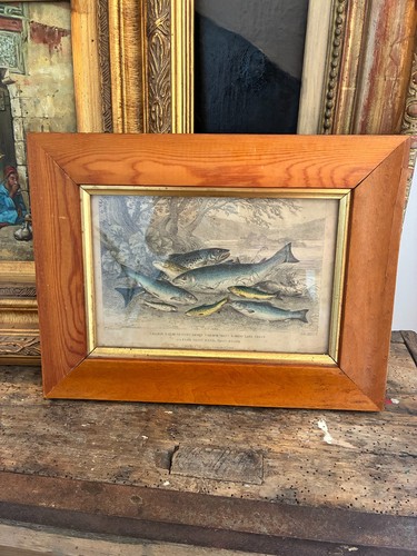 Gravure ancienne poissons