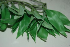 Terrarium Vivarium Petit Perse Lily's Soie Suspendu Vigne Petit 35 CM Komodo