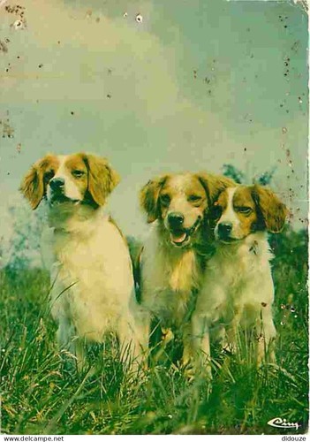 Carte postale animaux - -,