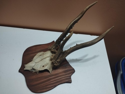 Trophee chevreuil brocard - chevreuil,