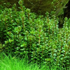 rotala indica  forme emmerse