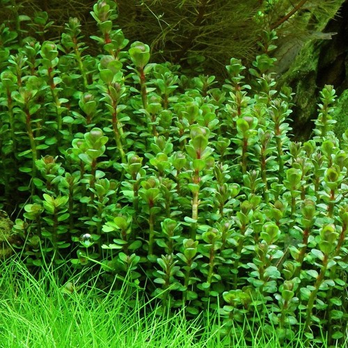 Rotala indica forme emmerse - indica,