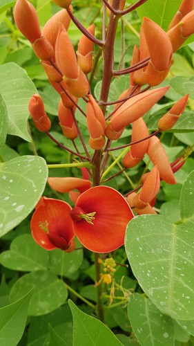 Erythrina compacta fire - compacta, 'fire