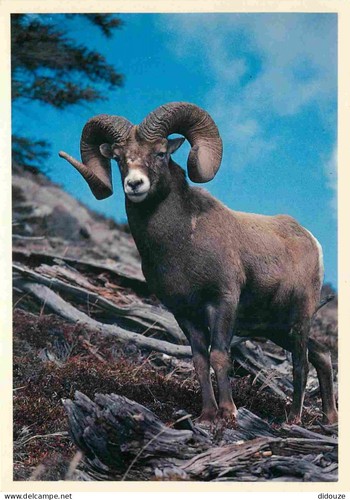Carte postale animaux - -,