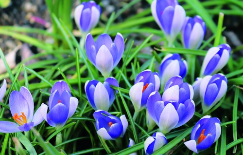 Crocus vernus vanguard - x,