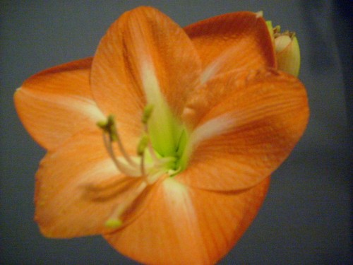 One amaryllis bulb - amaryllis, "nagano"