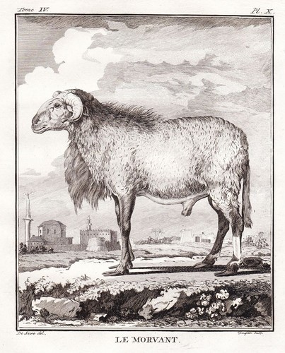Morvant mouton bélier gravure - mouton,