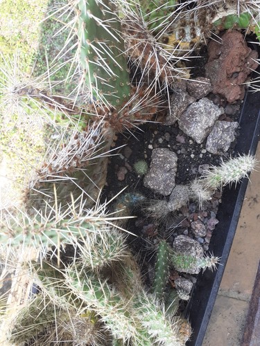 Opuntia polyacantha haw - opuntia,
