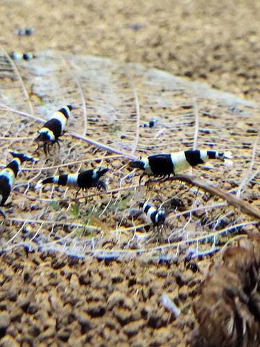 Lot crevettes panda - 10,