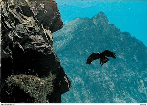 Carte postale animaux - carte,