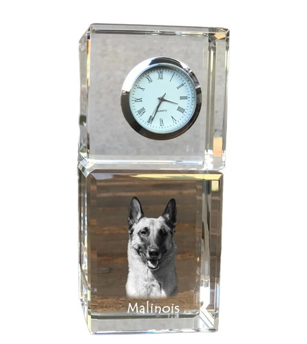Malinois berger belge - malinois,