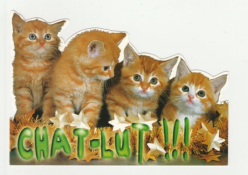 Chat chaton carte postale - carte,