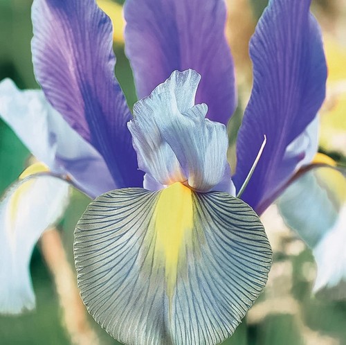 Bulbes iris hollande - 1,