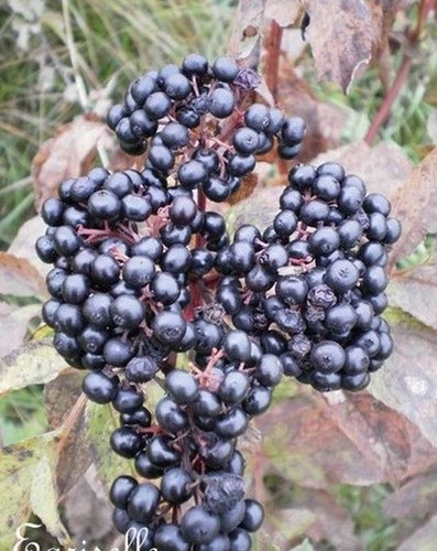 Sureau grappes - à,
