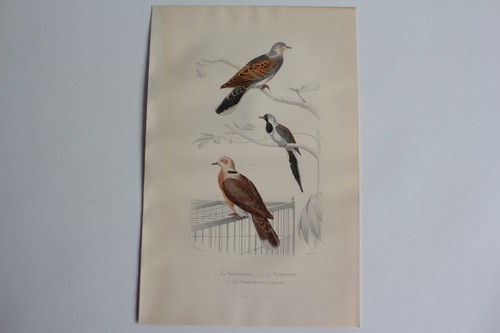 Gravure buffon tourterelle - buffon,
