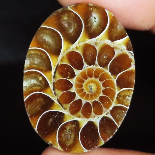 Ammonite fossil cabochon - ammonite,