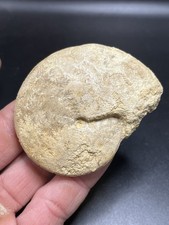 2.55" / 6,5 cm - Belle