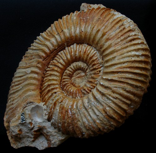 Ammonite callovien - ammonite,