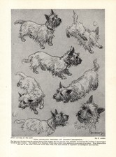1930s Vintage West Highland White Terrier Print G Ambler Westie Dog Art 6383a