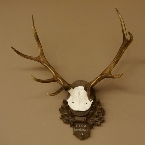 Rameau cerf branches - 8,