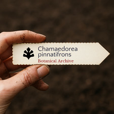Chamaedorea pinnatifrons SEEDS