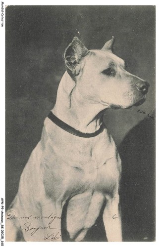 Aynp9 0843 chien bull - aynp9-0843-chien,