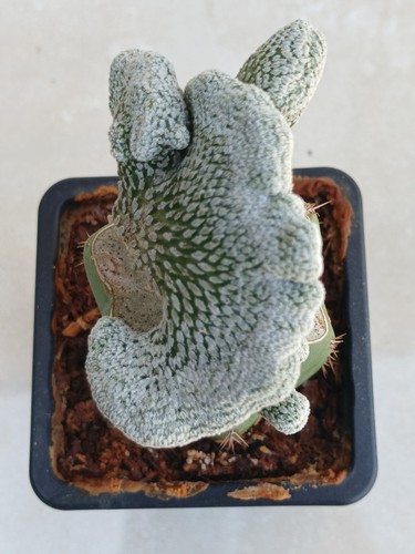 Pelecyphora asseliformis - pelecyphora,