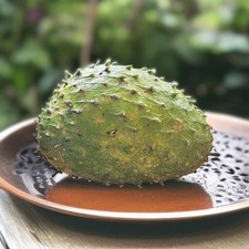 Puertorrican Soursop Annona muricata Graviola Tropical 10 Seeds [RARE]