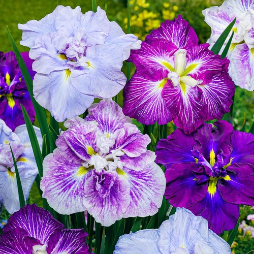 Bulbes iris rustiques - d'iris,
