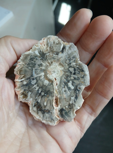 Bois fossile pétrifié