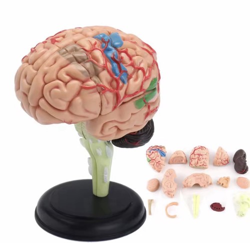 Modèle cerveau humain - cerveau,