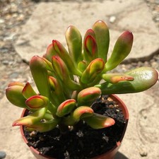Crassula ovata 'Gollum Sunset'