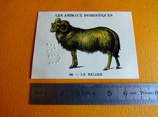 CHROMO 1939 CASINO LES ANIMAL DOMESTIQUES N° 64 LE BELIER MOUTON
