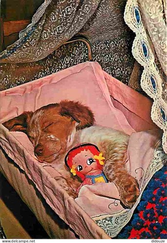 Carte postale animaux - carte,
