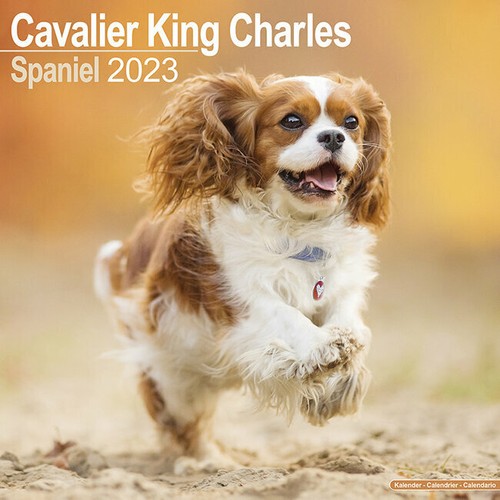 Calendrier 2023 cavalier - 2023,