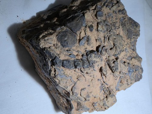 Trilobite spiny nosed - trilobite, spiny-nosed