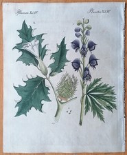 Datura Thorn Apple - Original Botanical Engraving Bertuch - 1790