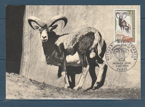 Carte 1er jour - carte, faune