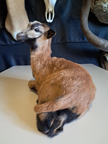 Taxidermie jeune mouton - de, du