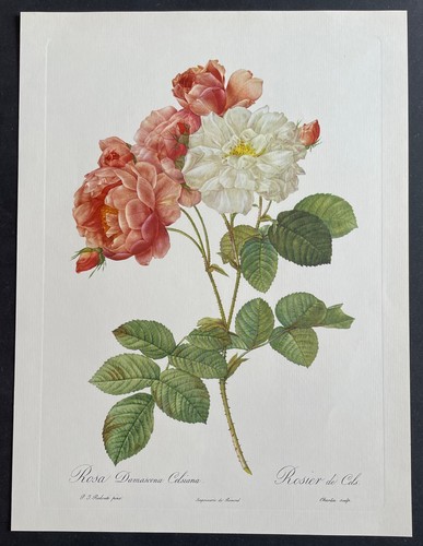 Botanique rosier cels - botanique, de