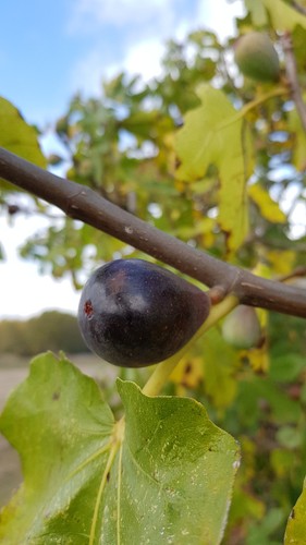 Ficus carica noire - carica, '