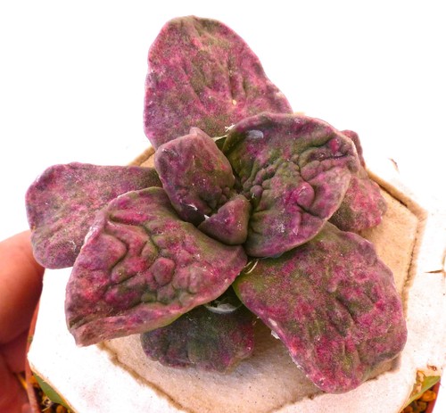 Ariocarpus retusus different - retusus,