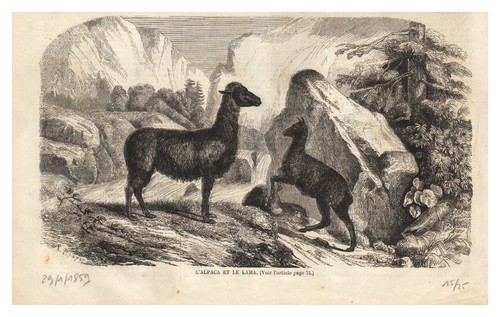 Alpaga le lama - alpaga,