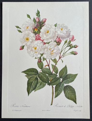 Botanique rosier philippe - rosier,