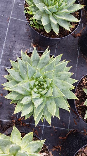 Aloe polyphylla aloès - aloe,