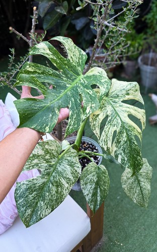 Monstera deliciosa mint - monstera,