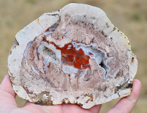 Agate quartz lithophyse - agate,