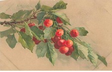 Illustrator - C. Klein - Cherry Branch