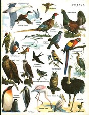 Antique Bird Board Document - 1967 Book Fish