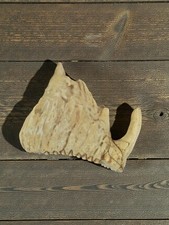 Cabinet de curiosités vintage